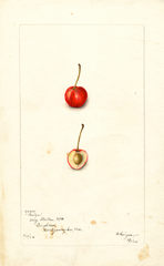 Cherries, Roslyn (1902)