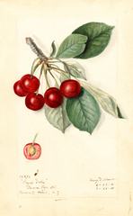 Cherries, Royal Duke (1911)
