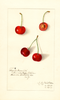 Cherries, Royal Novelle (1911)