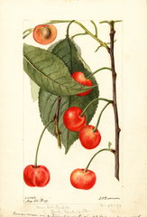 Cherries, Rupp (1896)