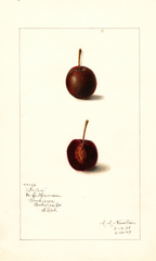 Cherries, Safra (1909)