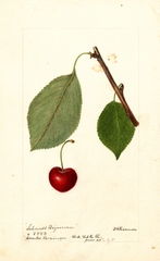 Cherries, Schmidt Bigarreau (1895)