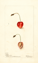 Cherries, Shelton (1901)