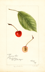 Cherries, Socsany White (1897)