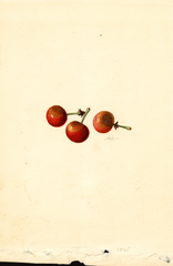 Cherries (1913)