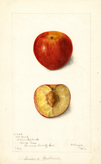 Plums, All Fruit (1901)