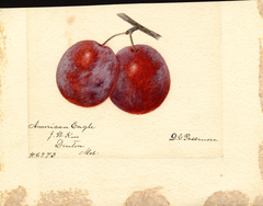 Plums, American Eagle