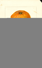 Oranges, Cooper Seedless (1908)