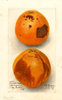 Oranges, Washington Navel (1909)