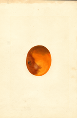 Tangerines (1928)