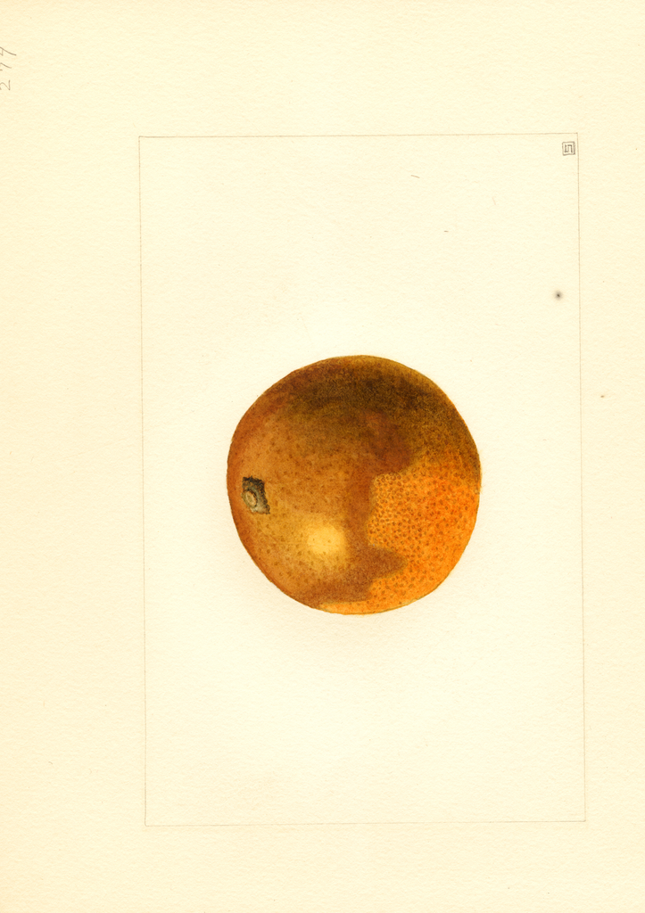 Oranges (1909)