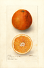 Oranges, Washington Navel (1906)