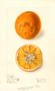 Oranges, Pineapple (1911)