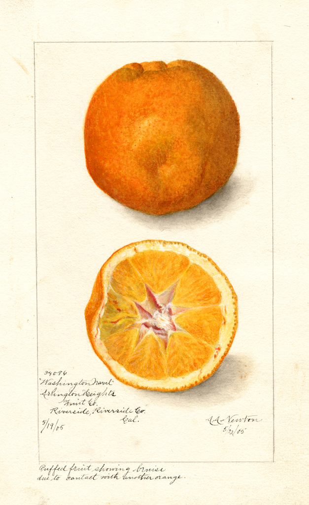 Oranges, Washington Navel (1905)