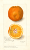 Oranges, Washington Navel (1905)