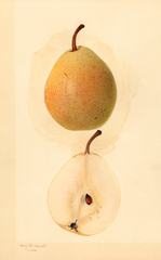 Pears (1932)