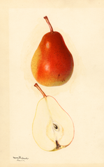 Pears (1932)