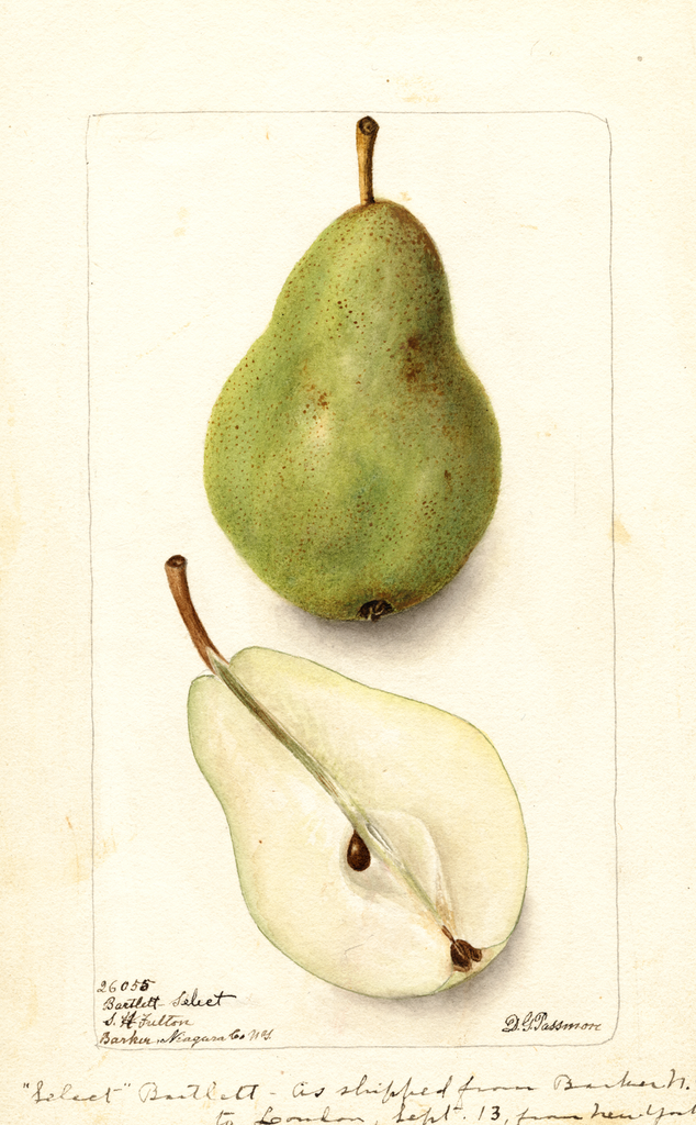 Pears, Bartlett Select