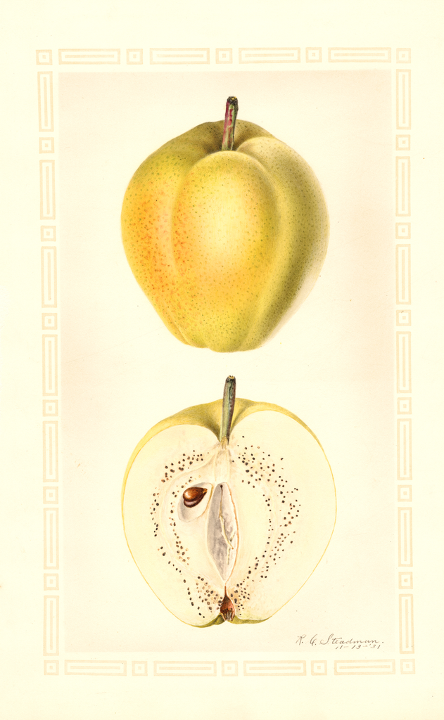 Pears (1931)