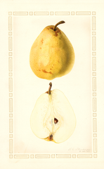 Pears, Beierschmitt (1927)
