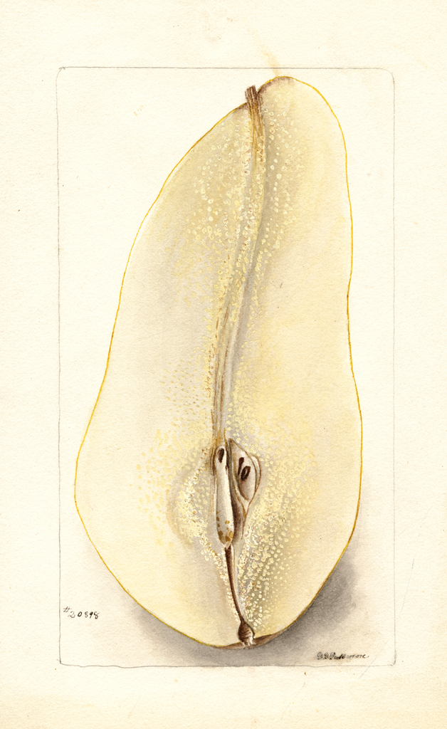 Pears, Belle Angevine (1900)
