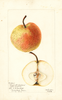 Pears, Bergamote Esperens (1901)