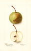 Pears, Bergamotte Heitrich (1899)