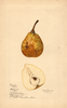 Pears, Bloodgood