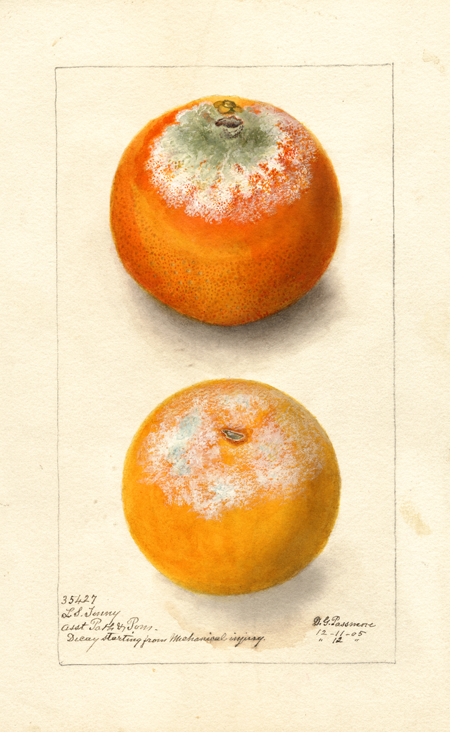 Oranges (1905)