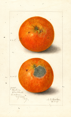 Oranges, Washington Navel (1907)