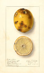 Lemons, Fresh Yellow (1910)