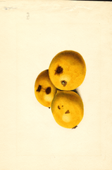 Lemons (1919)