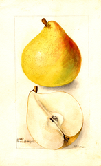 Pears, Beurre Baltet (1901)
