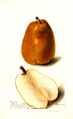 Pears, Beurre D' Hiver (1898)