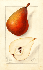Pears, Clairgeau (1911)