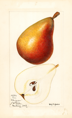Pears, Clairgeau