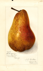 Pears, Clairgeau (1912)