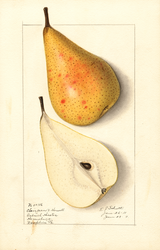 Pears, Clairgeau X Howell (1911)