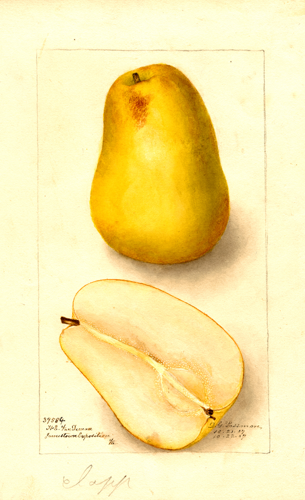 Pears, Clapp (1907)