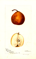 Pears, Coles Winter (1895)