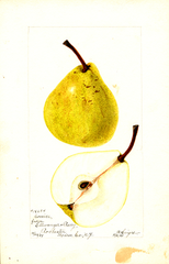Pears, Comice (1899)