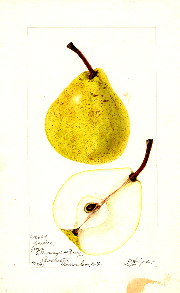 Pears, Comice (1899)