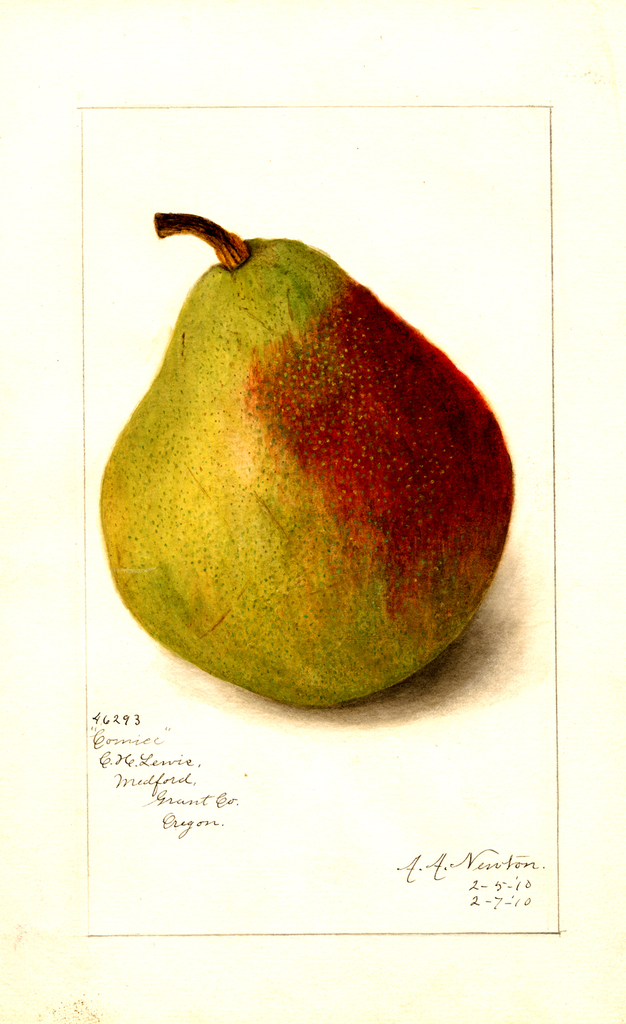 Pears, Comice (1910)