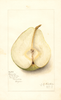Pears, Comice (1910)