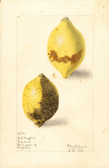 Lemons (1910)