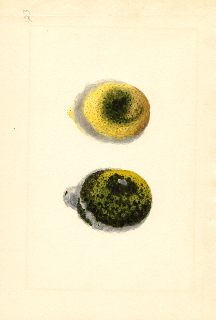 Lemons (1913)