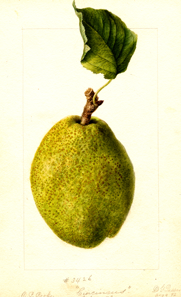 Pears, Cincincis (1892)