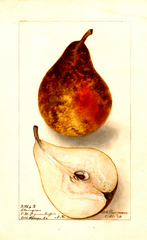 Pears, Clairgeau (1904)
