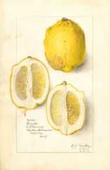 Lemons, Eureka (1910)