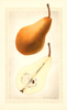 Pears, Bosc (1925)